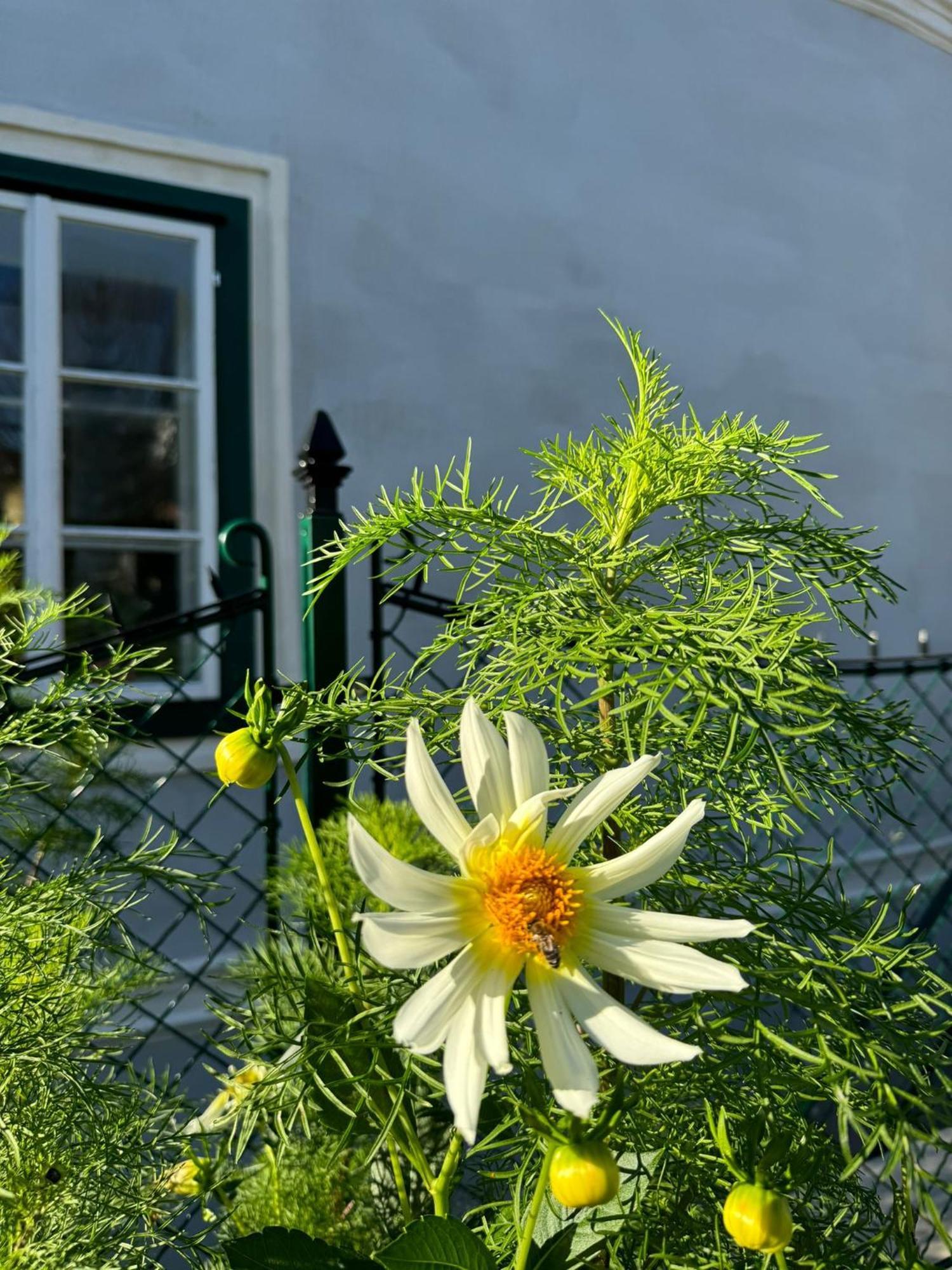 Podenhaus Bad Aussee Esterno foto